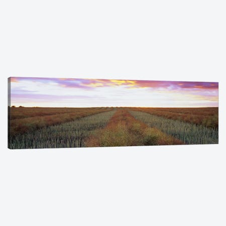 Canola Field, Edmonton, Alberta, Canada Canvas Print #PIM6007} by Panoramic Images Canvas Print