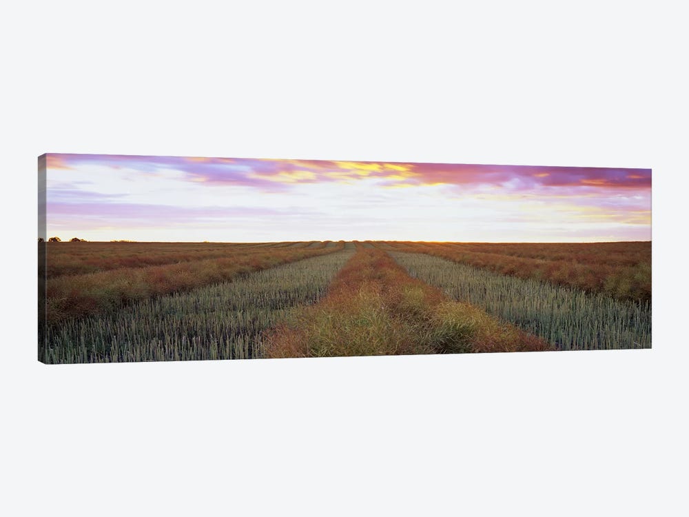 Canola Field, Edmonton, Alberta, Canada by Panoramic Images 1-piece Canvas Print