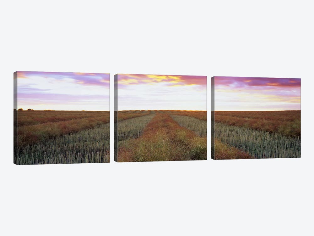 Canola Field, Edmonton, Alberta, Canada by Panoramic Images 3-piece Art Print