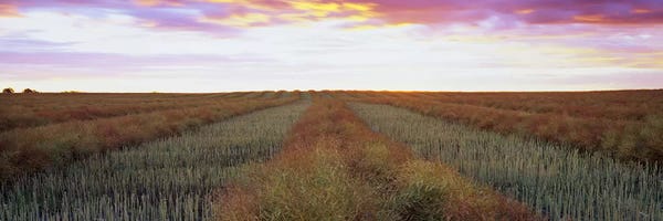 Alberta: Canola Field, Edmonton, Alberta, Canada by Panoramic Images