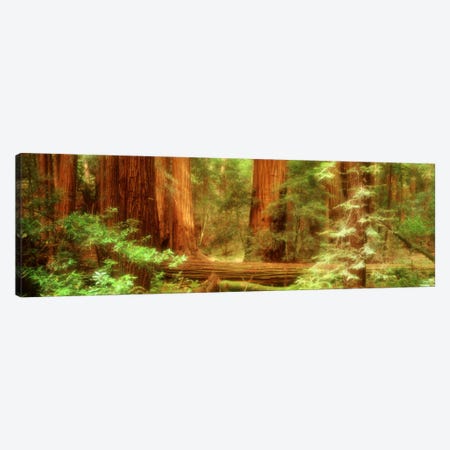 Coastal Redwoods, Muir Woods National Monument, Marin County, California, USA Canvas Print #PIM600} by Panoramic Images Canvas Artwork