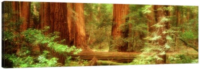 Coastal Redwoods, Muir Woods National Monument, Marin County, California, USA Canvas Art Print - Redwood Trees