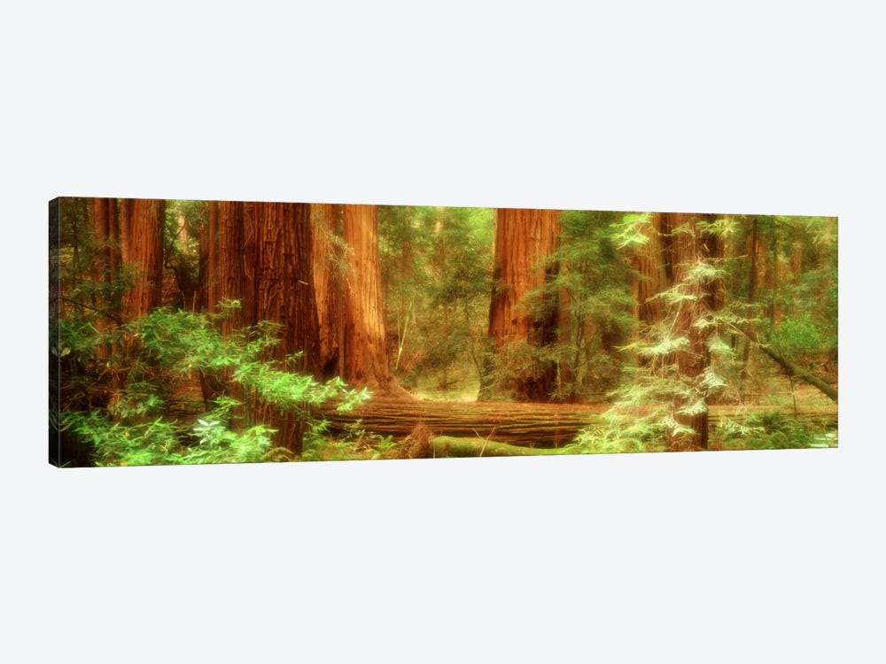 Coastal Redwoods, Muir Woods National Monument, Marin County, California, USA by Panoramic Images 1-piece Canvas Artwork