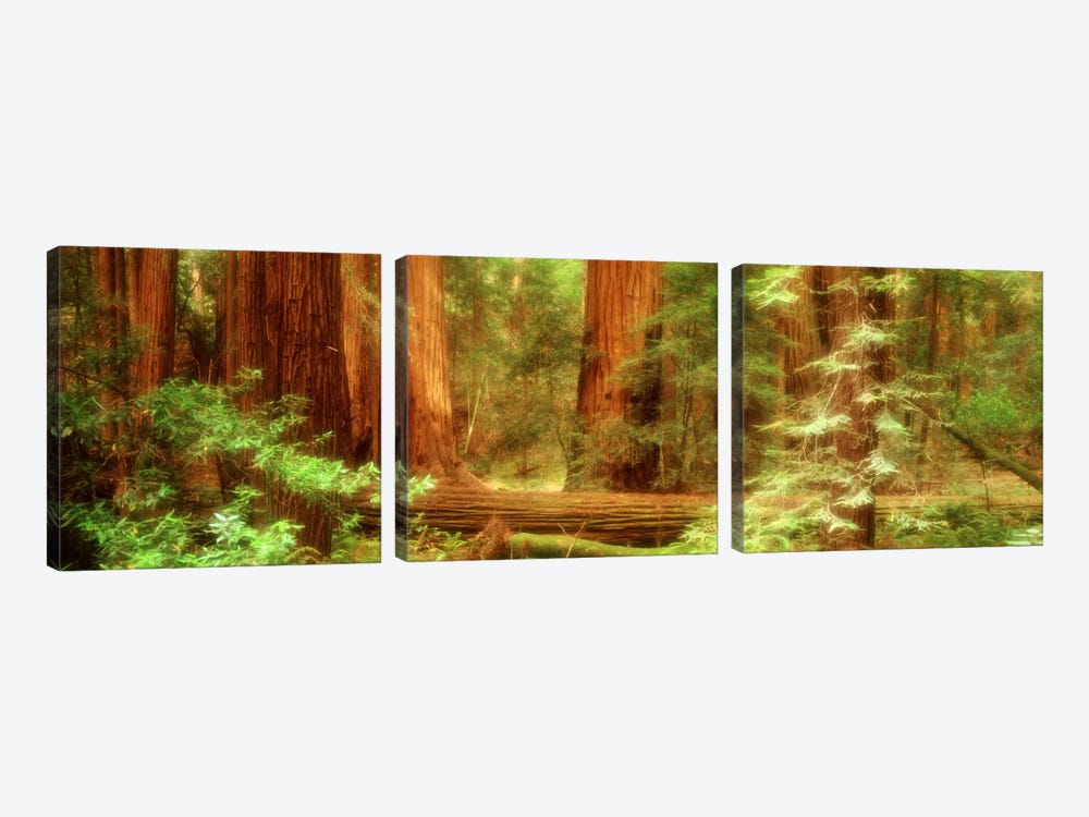 Coastal Redwoods, Muir Woods National Monument, Marin County, California, USA by Panoramic Images 3-piece Canvas Wall Art