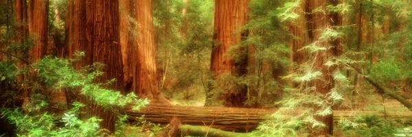 Redwood Trees: Coastal Redwoods, Muir Woods National Monument, Marin County, California, USA by Panoramic Images
