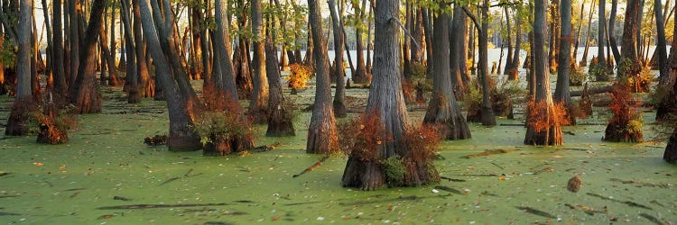 Bald cypress trees (Taxodium disitchum) in a forest, Illinois, USA