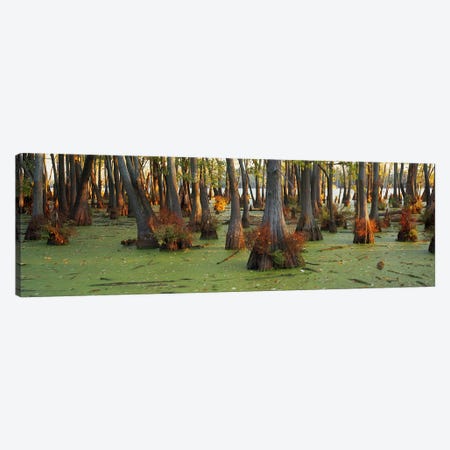 Bald cypress trees (Taxodium disitchum) in a forest, Illinois, USA Canvas Print #PIM6011} by Panoramic Images Canvas Print