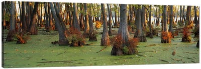 Bald cypress trees (Taxodium disitchum) in a forest, Illinois, USA Canvas Art Print