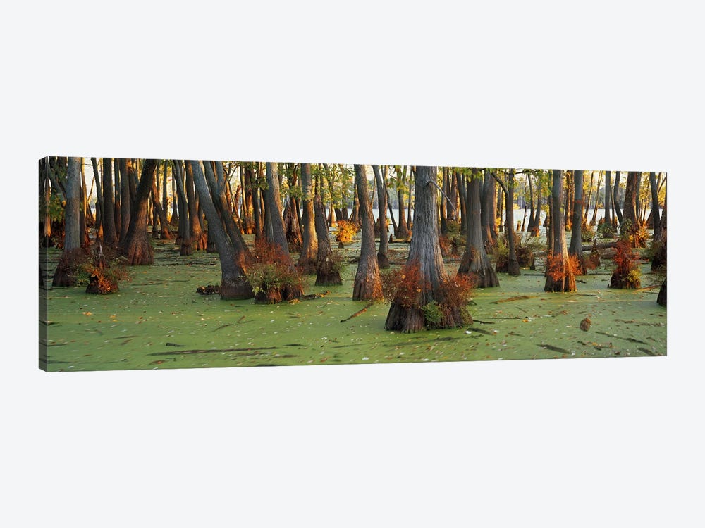 Bald cypress trees (Taxodium disitchum) in a forest, Illinois, USA by Panoramic Images 1-piece Canvas Wall Art