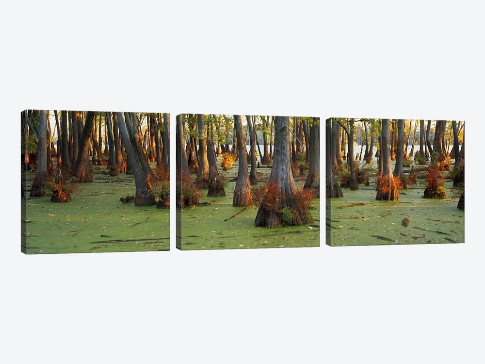 Bald cypress trees (Taxodium disitchum) in a forest, Illinois, USA by Panoramic Images 3-piece Canvas Wall Art