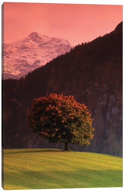 Lone Mountainside Tree, Swiss Alps, Switzerland Canvas Art Print - Countryside Art