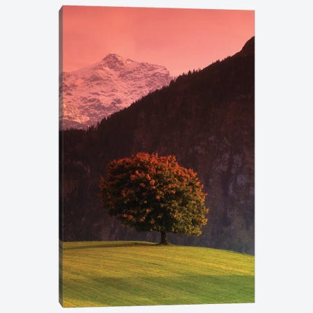 Lone Mountainside Tree, Swiss Alps, Switzerland Canvas Print #PIM601} by Panoramic Images Canvas Wall Art
