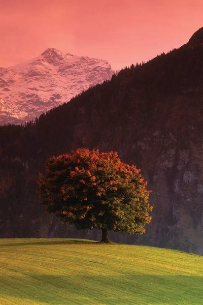 Switzerland: Lone Mountainside Tree, Swiss Alps, Switzerland by Panoramic Images