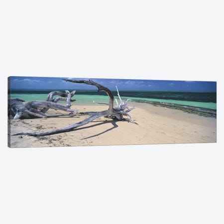 Driftwood on the beach, Green Island, Great Barrier Reef, Queensland, Australia Canvas Print #PIM6041} by Panoramic Images Canvas Wall Art