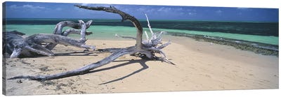 Driftwood on the beach, Green Island, Great Barrier Reef, Queensland, Australia Canvas Art Print - Nature Panoramics