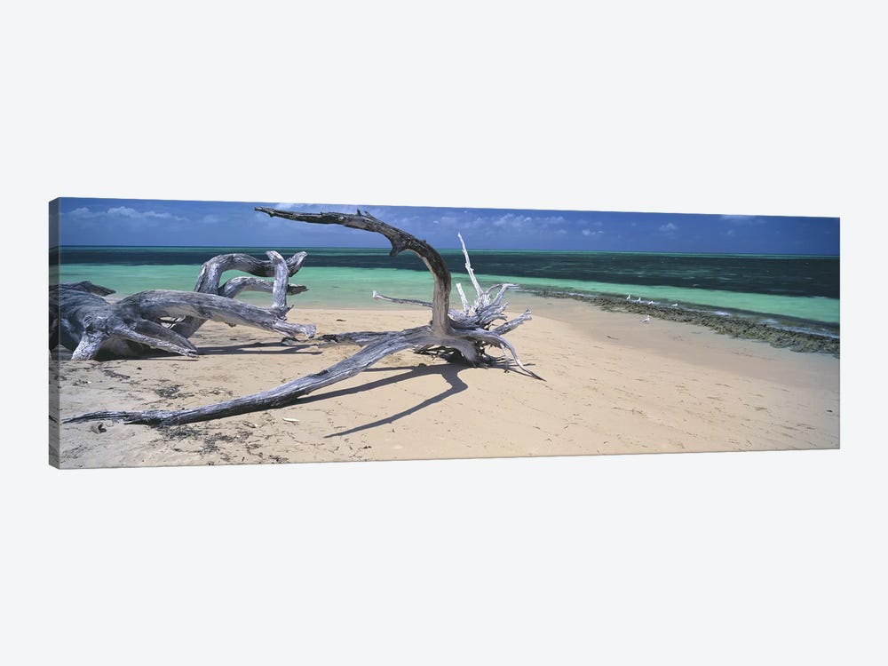 Driftwood on the beach, Green Island, Great Barrier Reef, Queensland, Australia by Panoramic Images 1-piece Canvas Art Print