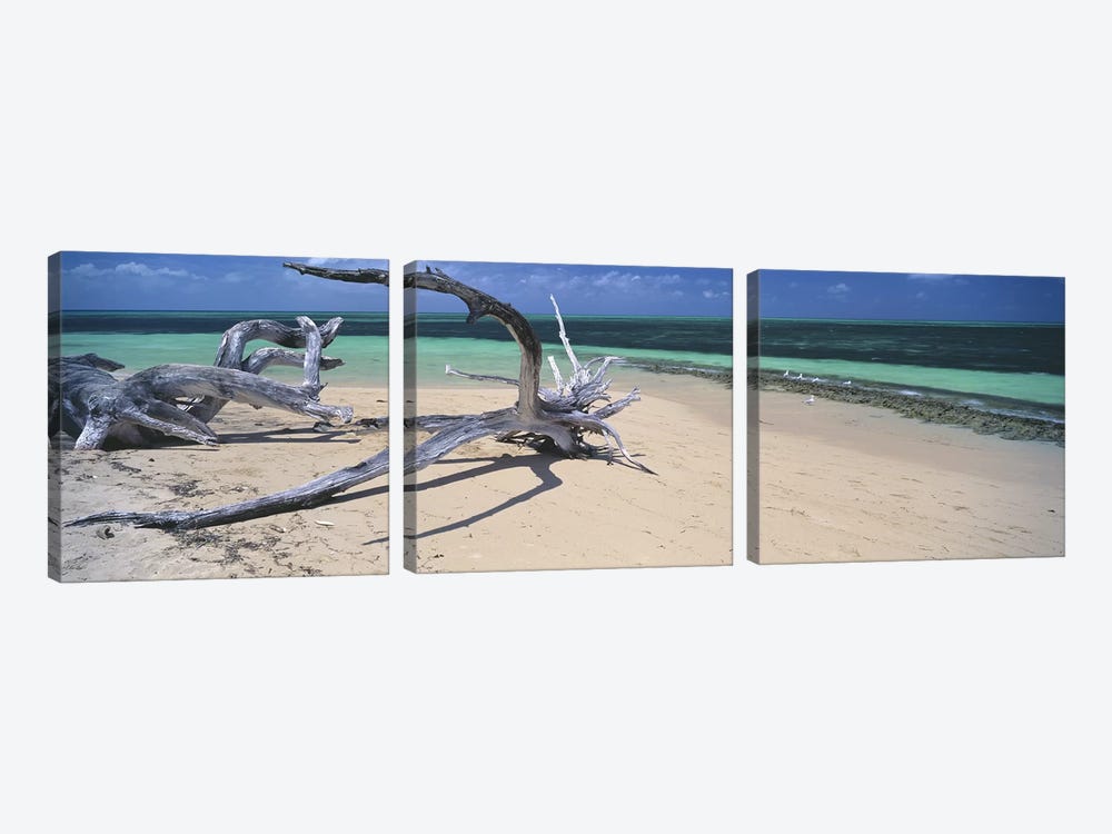 Driftwood on the beach, Green Island, Great Barrier Reef, Queensland, Australia by Panoramic Images 3-piece Art Print