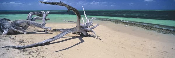Wonders Of The World: Driftwood on the beach, Green Island, Great Barrier Reef, Queensland, Australia by Panoramic Images