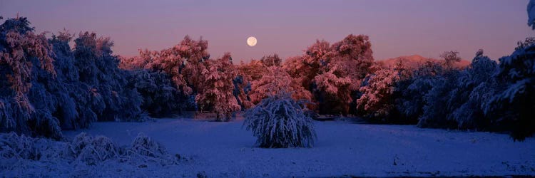 Snow covered forest at dawn, Denver, Colorado, USA