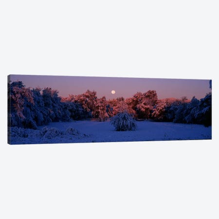 Snow covered forest at dawn, Denver, Colorado, USA Canvas Print #PIM604} by Panoramic Images Canvas Art Print