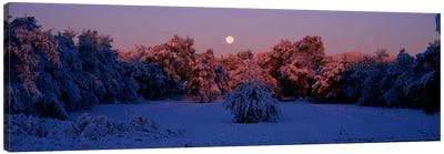 Snow covered forest at dawn, Denver, Colorado, USA Canvas Art Print - Denver Art