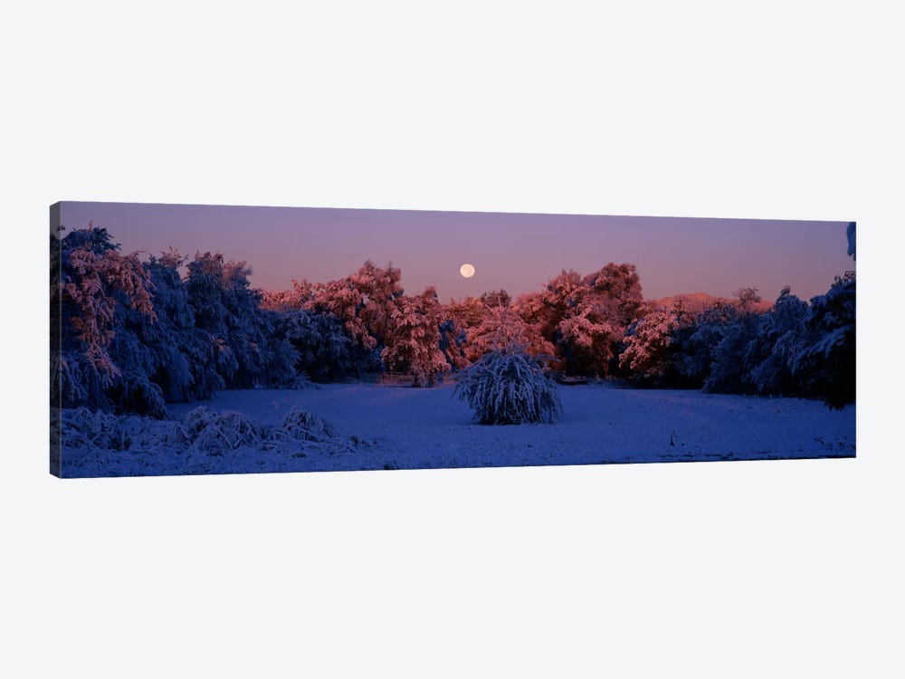 Snow covered forest at dawn, Denver, Colorado, USA by Panoramic Images 1-piece Canvas Wall Art