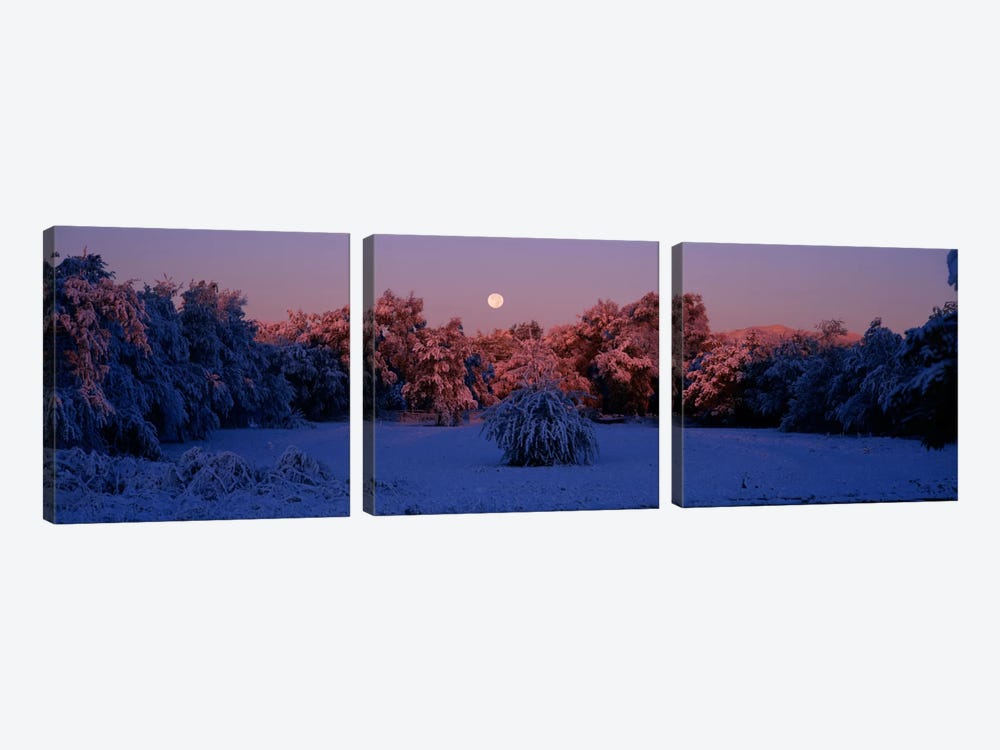 Snow covered forest at dawn, Denver, Colorado, USA by Panoramic Images 3-piece Canvas Art