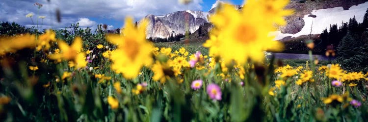 Cloudy Mountain Landscape Seen Through A Wildflower Field, Wyoming, USA