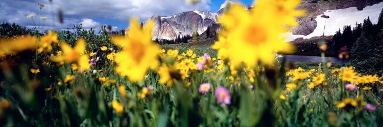 Cloudy Mountain Landscape Seen Through A Wildflower Field, Wyoming, USA by Panoramic Images wall art