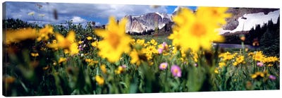 Cloudy Mountain Landscape Seen Through A Wildflower Field, Wyoming, USA Canvas Art Print - Wyoming Art