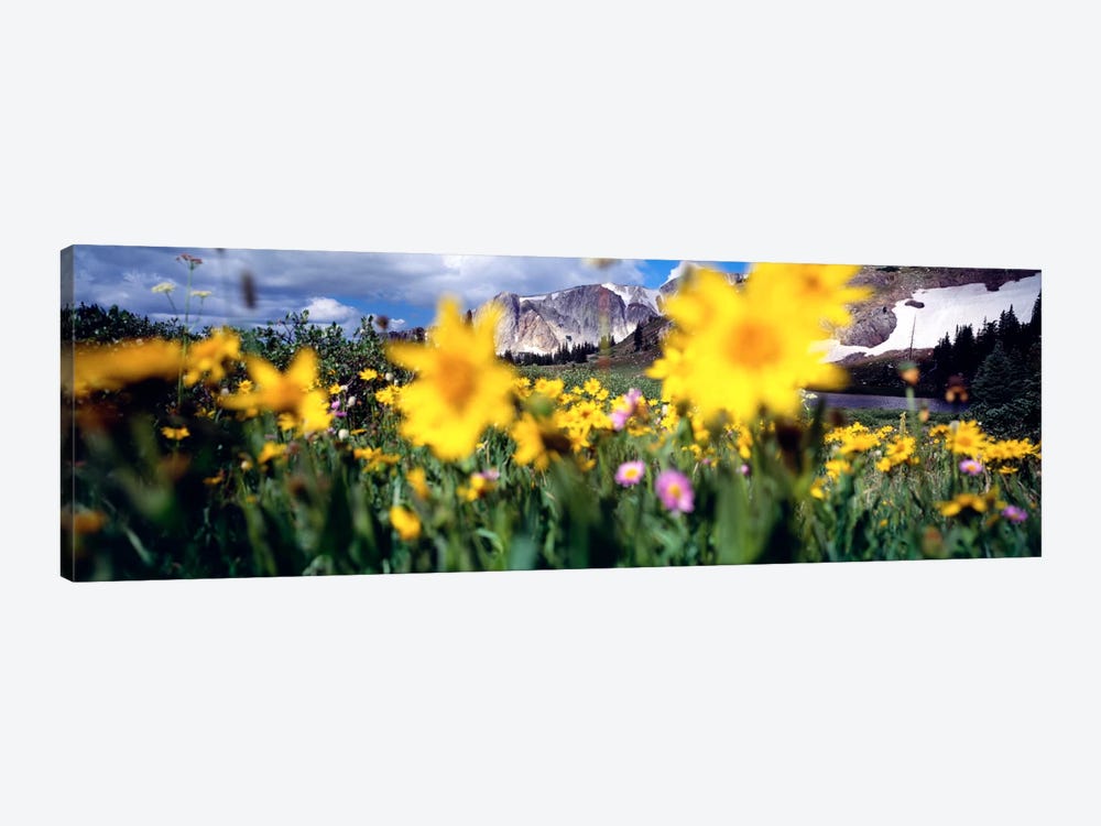 Cloudy Mountain Landscape Seen Through A Wildflower Field, Wyoming, USA by Panoramic Images 1-piece Canvas Artwork