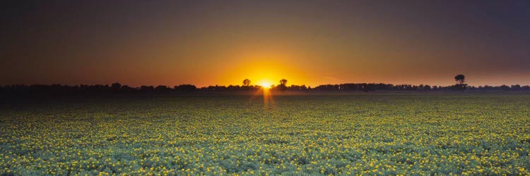 Field of Safflower at dusk, Sacramento, California, USA