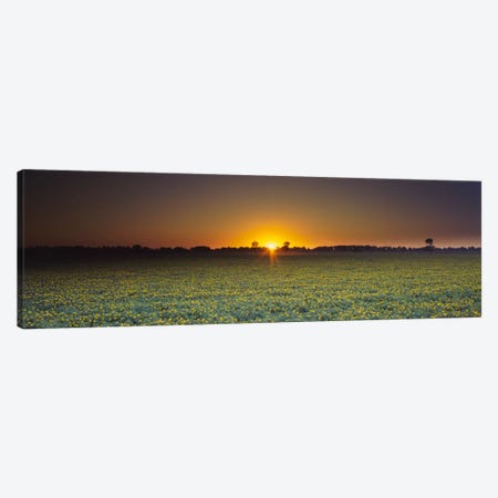 Field of Safflower at dusk, Sacramento, California, USA Canvas Print #PIM613} by Panoramic Images Canvas Print
