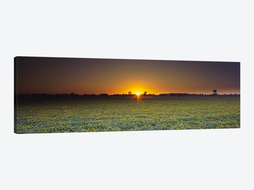 Field of Safflower at dusk, Sacramento, California, USA by Panoramic Images 1-piece Canvas Artwork
