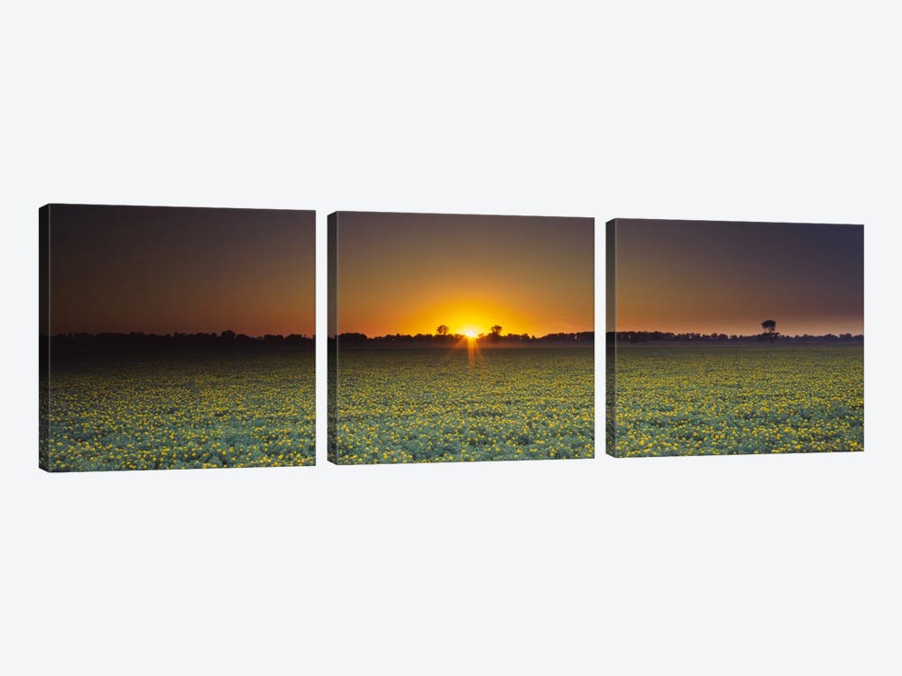 Field of Safflower at dusk, Sacramento, California, USA by Panoramic Images 3-piece Canvas Wall Art