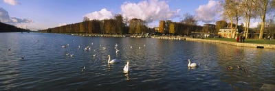 Flock of swans swimming in a lake, Chateau de Versailles, Versailles, Yvelines, France by Panoramic Images canvas print