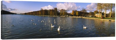 Flock of swans swimming in a lake, Chateau de Versailles, Versailles, Yvelines, France Canvas Art Print - Castle & Palace Art