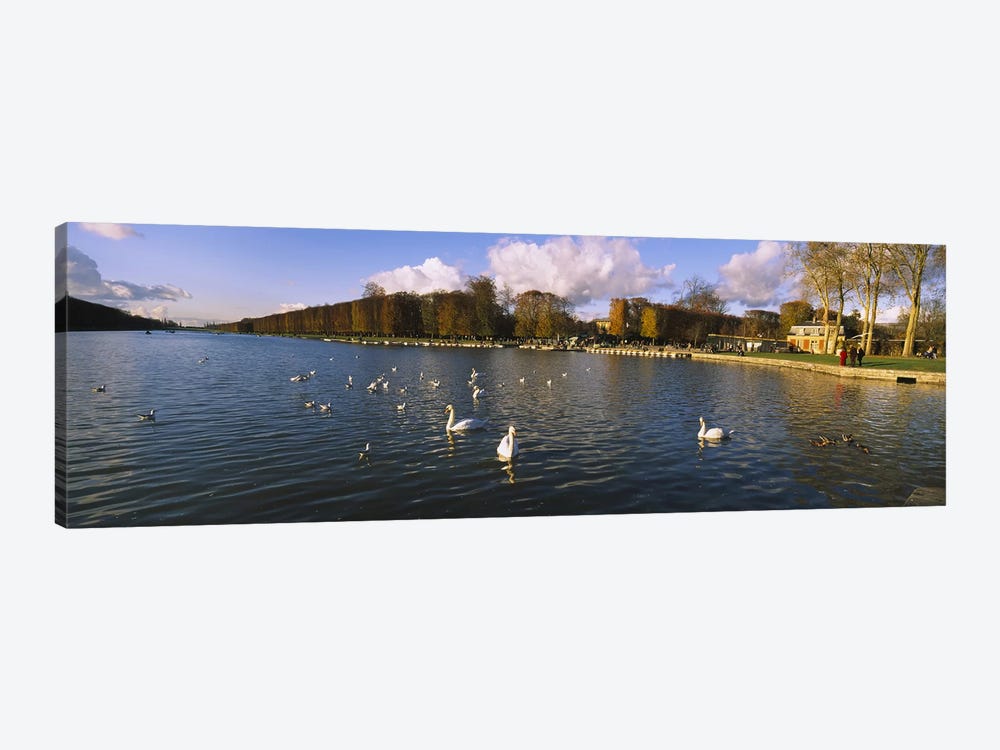 Flock of swans swimming in a lake, Chateau de Versailles, Versailles, Yvelines, France by Panoramic Images 1-piece Canvas Art