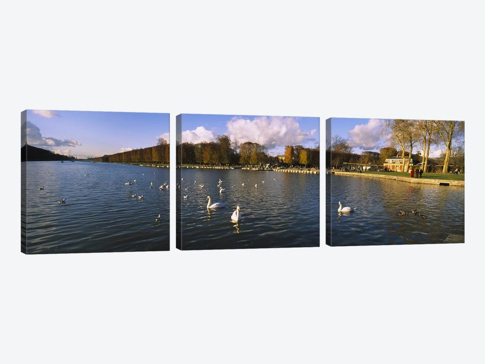 Flock of swans swimming in a lake, Chateau de Versailles, Versailles, Yvelines, France by Panoramic Images 3-piece Canvas Art