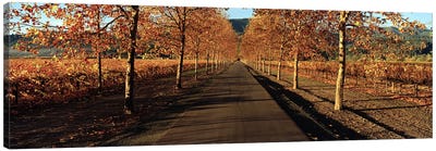Autumn Vineyard Landscape, Beaulieu Vineyard, Rutherford AVA, Napa Valley, California Canvas Art Print - Drink & Beverage Art