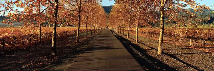 Autumn Vineyard Landscape, Beaulieu Vineyard, Rutherford AVA, Napa Valley, California