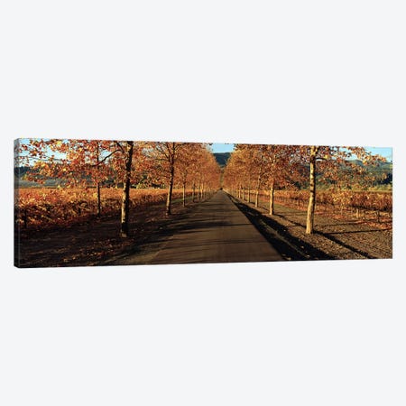 Autumn Vineyard Landscape, Beaulieu Vineyard, Rutherford AVA, Napa Valley, California Canvas Print #PIM6220} by Panoramic Images Canvas Wall Art