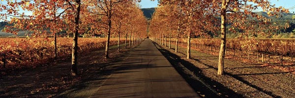 Napa Valley: Autumn Vineyard Landscape, Beaulieu Vineyard, Rutherford AVA, Napa Valley, California by Panoramic Images