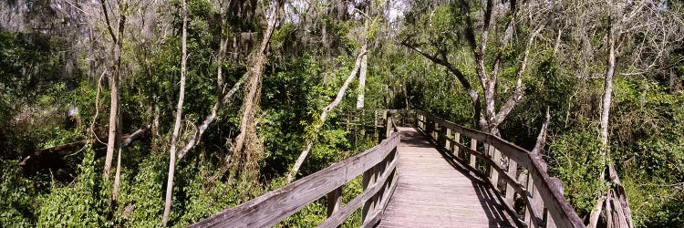 Boardwalk passing through a forestLettuce Lake Park, Tampa, Hillsborough County, Florida, USA