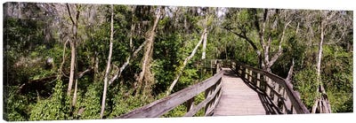 Boardwalk passing through a forestLettuce Lake Park, Tampa, Hillsborough County, Florida, USA Canvas Art Print - Tampa Bay Art