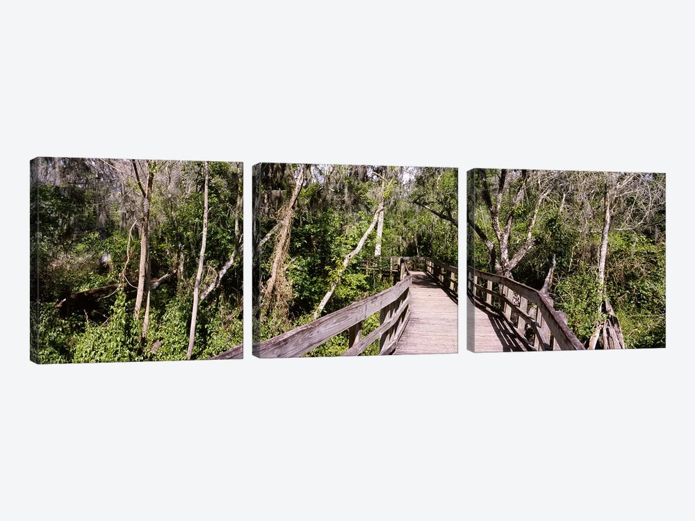 Boardwalk passing through a forestLettuce Lake Park, Tampa, Hillsborough County, Florida, USA by Panoramic Images 3-piece Canvas Art