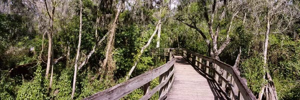 Boardwalk passing through a forestLettuce Lake Park, Tampa, Hillsborough County, Florida, USA