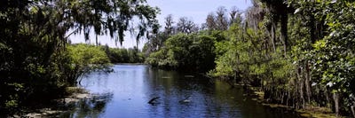 River passing through a forestHillsborough River, Lettuce Lake Park, Tampa, Hillsborough County, Florida, USA by Panoramic Images canvas print