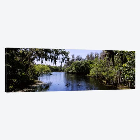 River passing through a forestHillsborough River, Lettuce Lake Park, Tampa, Hillsborough County, Florida, USA Canvas Print #PIM6250} by Panoramic Images Art Print