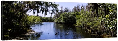 River passing through a forestHillsborough River, Lettuce Lake Park, Tampa, Hillsborough County, Florida, USA Canvas Art Print